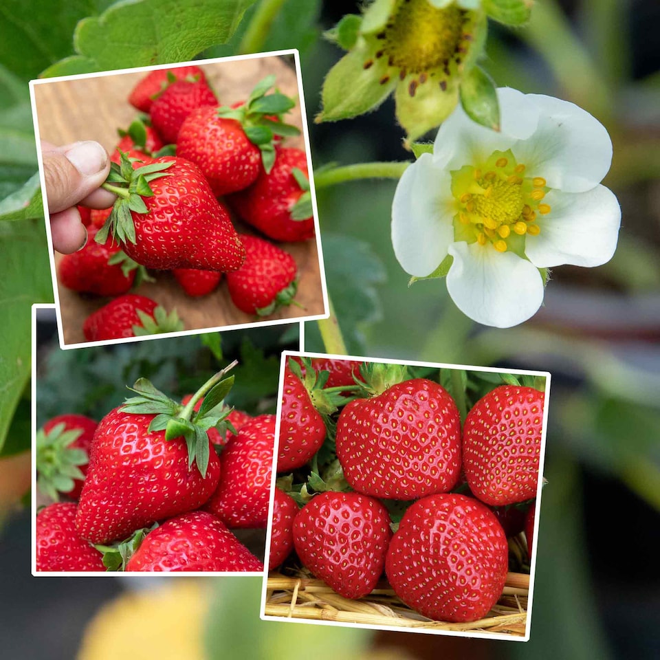 image 1 of Marshalls Garden Strawberry All-Season Space-Saver Collection - 15 Bare Roots | Red | Red