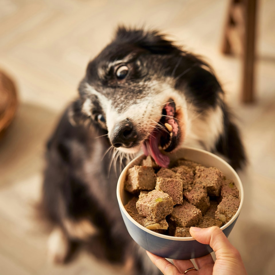image 1 of Senior Lamb & Butternut Squash Wet Dog Food (18x395g)