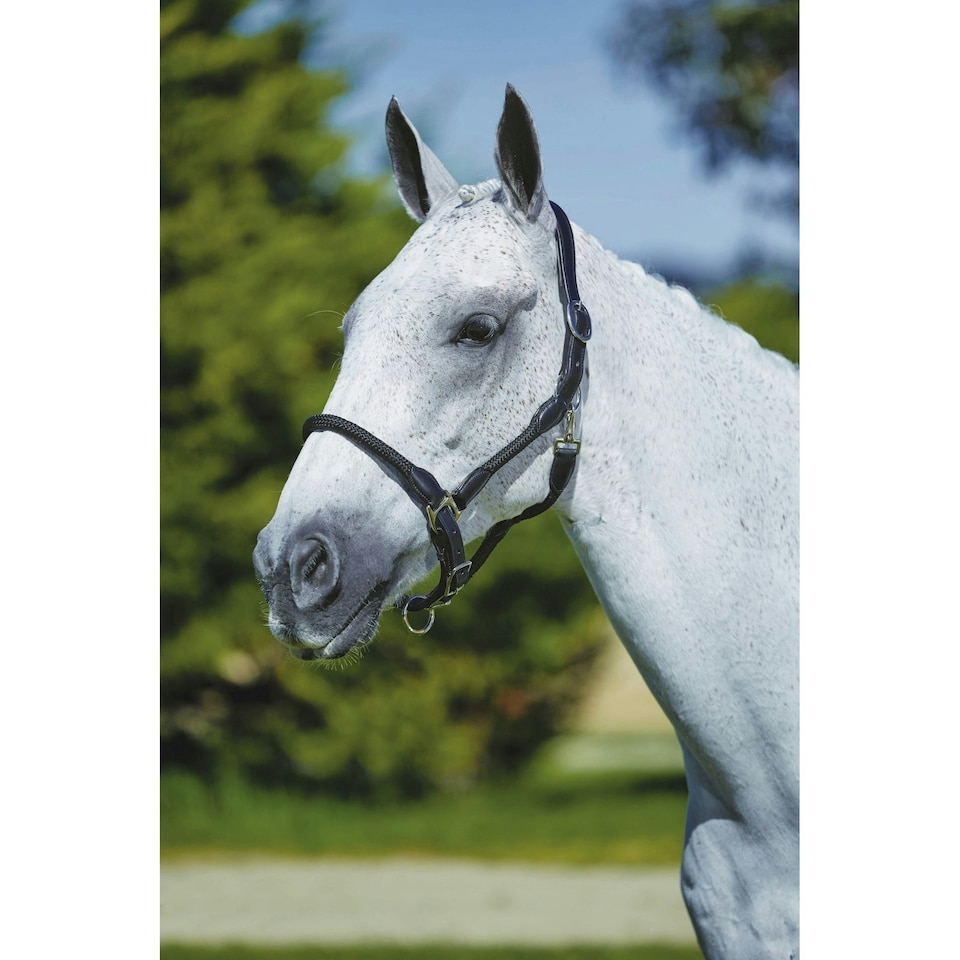 image 1 of Kincade Leather Rope Headcollar - Black - Cob