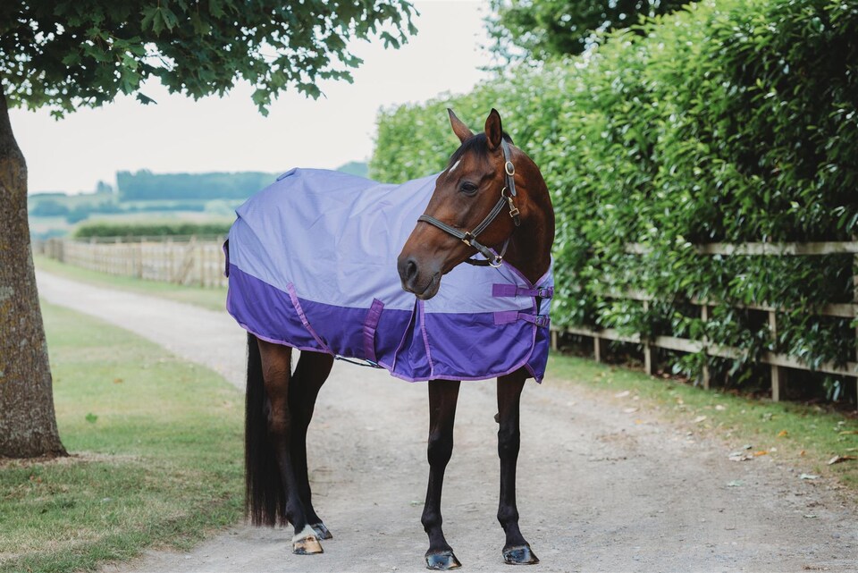 image 1 of eQuitack 600D Waterproof Horse Turnout Rug 0g No Fill Regular Neck Lavender/Purple 6'3''