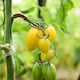 image 4 of Tomato Bliss F1 Half-Hardy Annual Yellow Striped Snackable Fruits 1 Packet x 8 Seeds by Thompson & Morgan