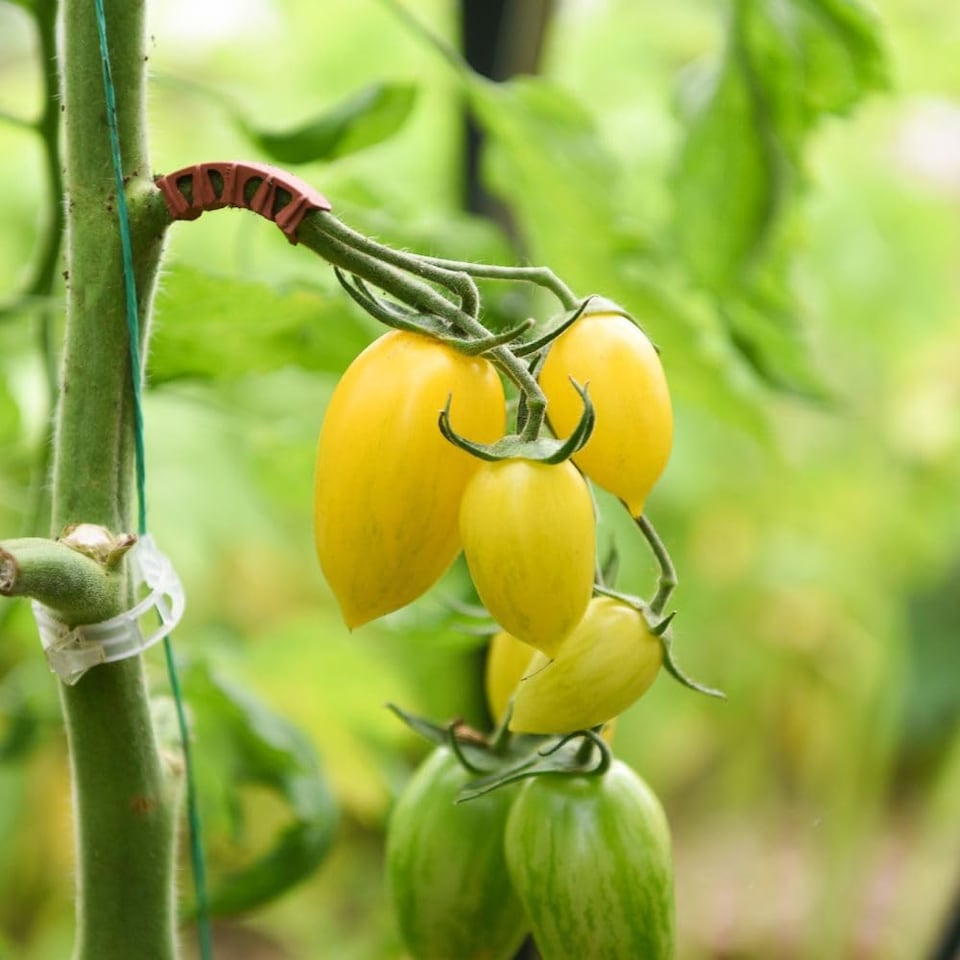 image 1 of Tomato Bliss F1 Half-Hardy Annual Yellow Striped Snackable Fruits 1 Packet x 8 Seeds by Thompson & Morgan