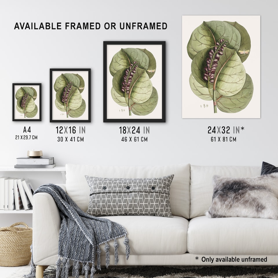 image 1 of Mangrove Grape Tree Vintage Botanical Catesby Huge Wall Art Print 18X24 In