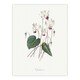 image 1 of Cyclamen Floral Illustration Redoute Vintage Wall Art Poster Print 12X16"