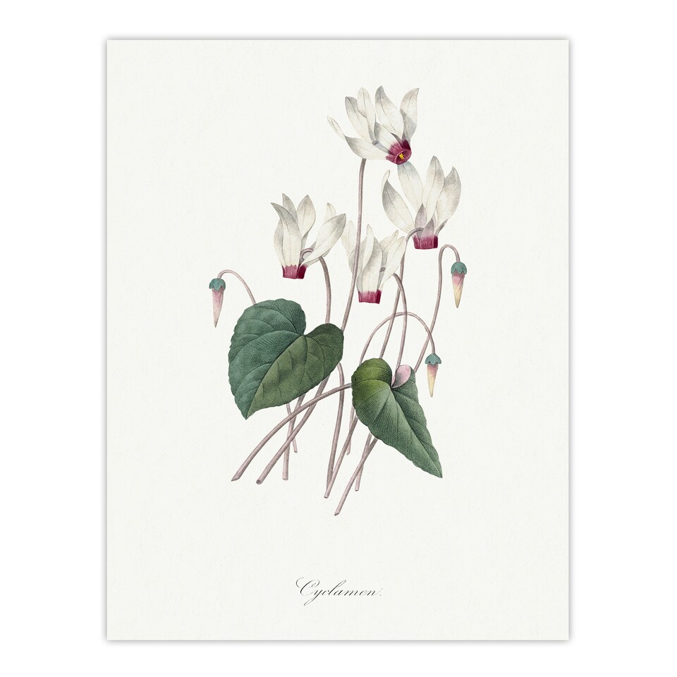 image 1 of Cyclamen Floral Illustration Redoute Vintage Wall Art Poster Print 12X16"