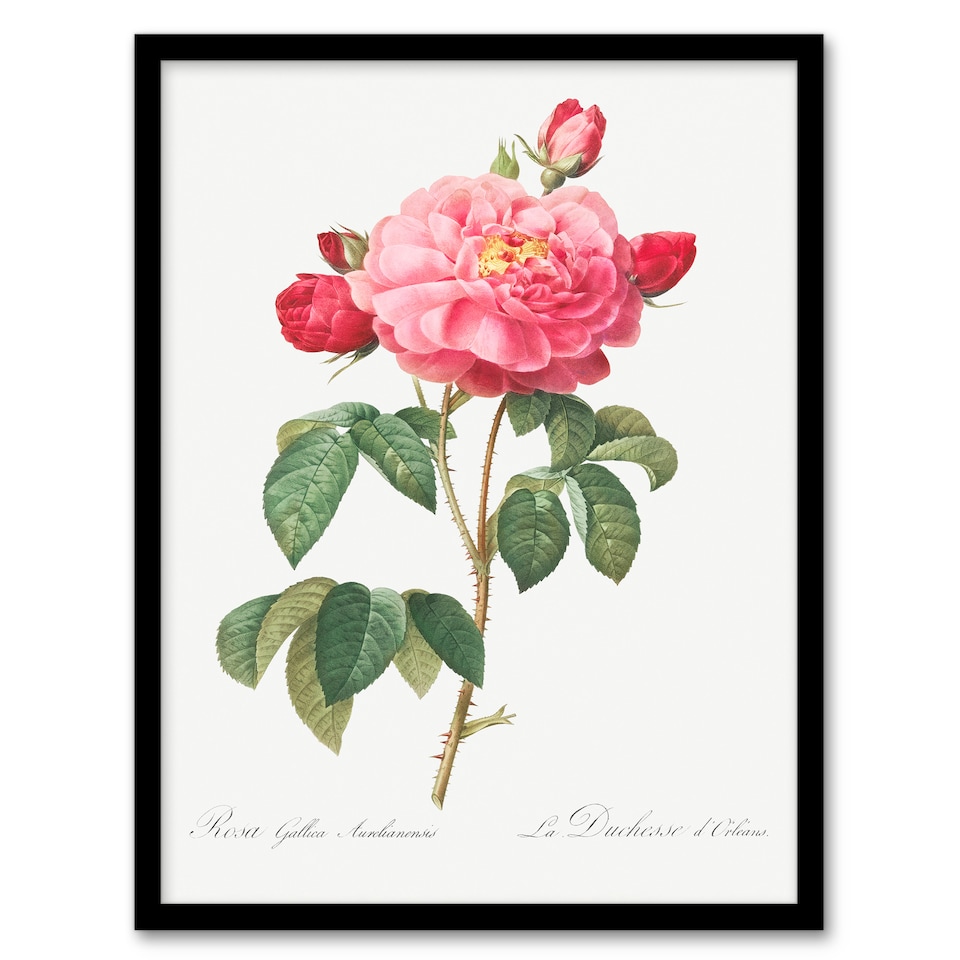 image 1 of Redoute Framed Wall Art French Rose Vintage Botanical Illustration Home Décor