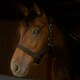image 1 of Gallop Equestrian Premium Padded Headcollar With Matching Leadrope Purple | Size: Shetland
Colour: Purple