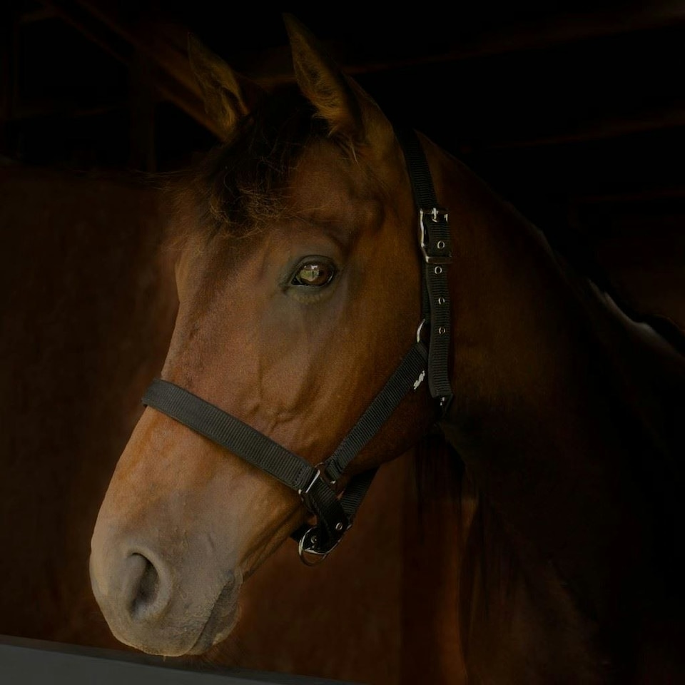 image 1 of Gallop Equestrian Premium Padded Headcollar With Matching Leadrope Purple | Size: Shetland
Colour: Purple