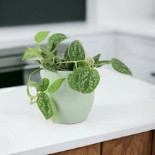 Epipremnum Pictum Argyraeus Satin Pothos Trailing Houseplant in 12cm Pot