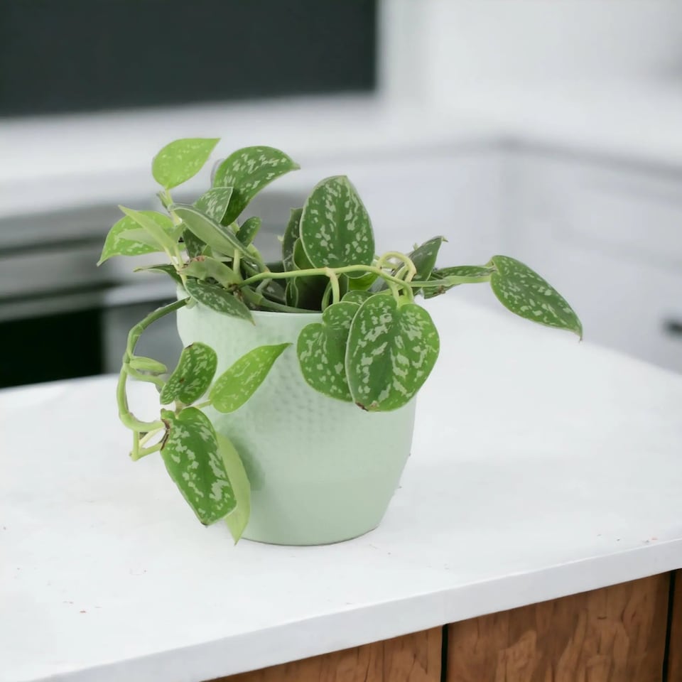 Epipremnum Pictum Argyraeus  Satin Pothos Trailing Houseplant in 12cm Pot