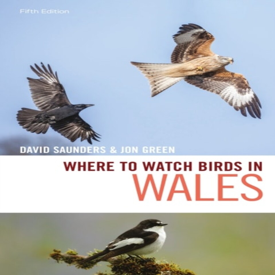 Where To Watch Birds In Wales