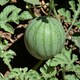 image 3 of Carbeth Plants Watermelon Sugarbaby Fruit Plant - 9cm Pot - Easy Grow Kitchen Garden