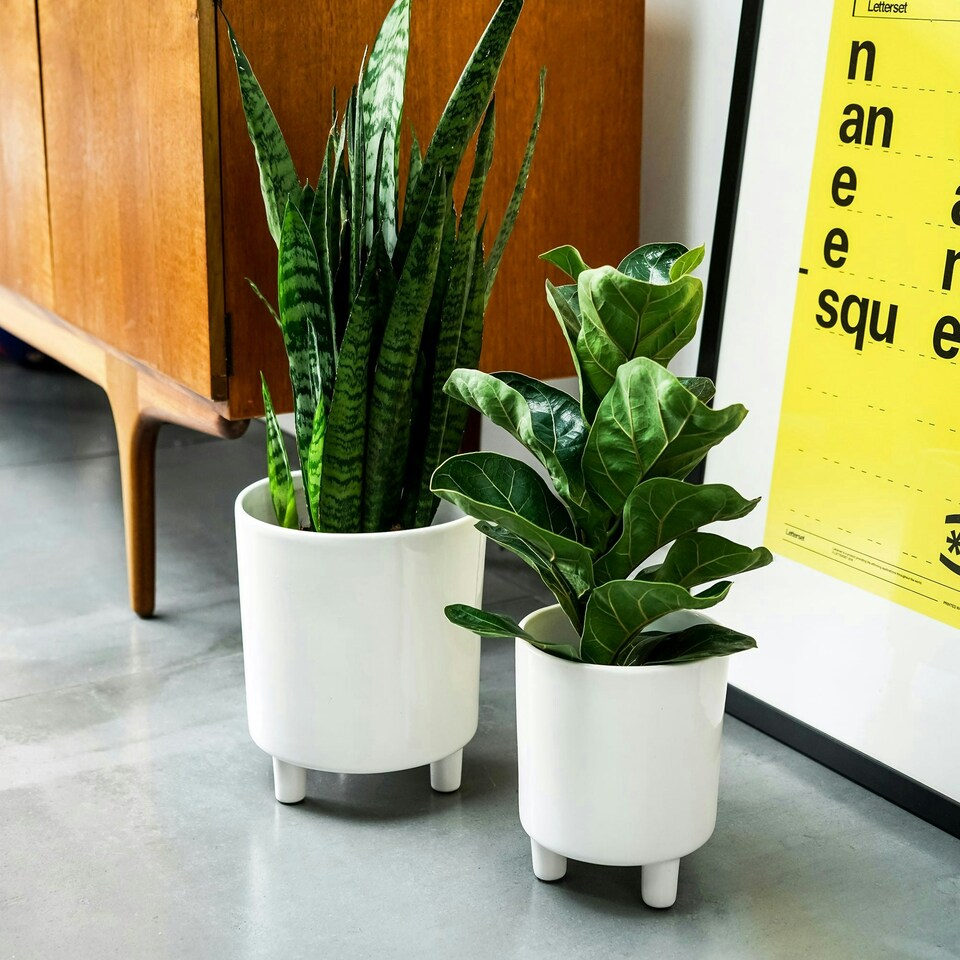 image 1 of Pisa Planter - Ceramic - L20 x W20 x H24 cm - White | White