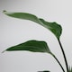image 3 of Bird Of Paradise 17cm Pot Green