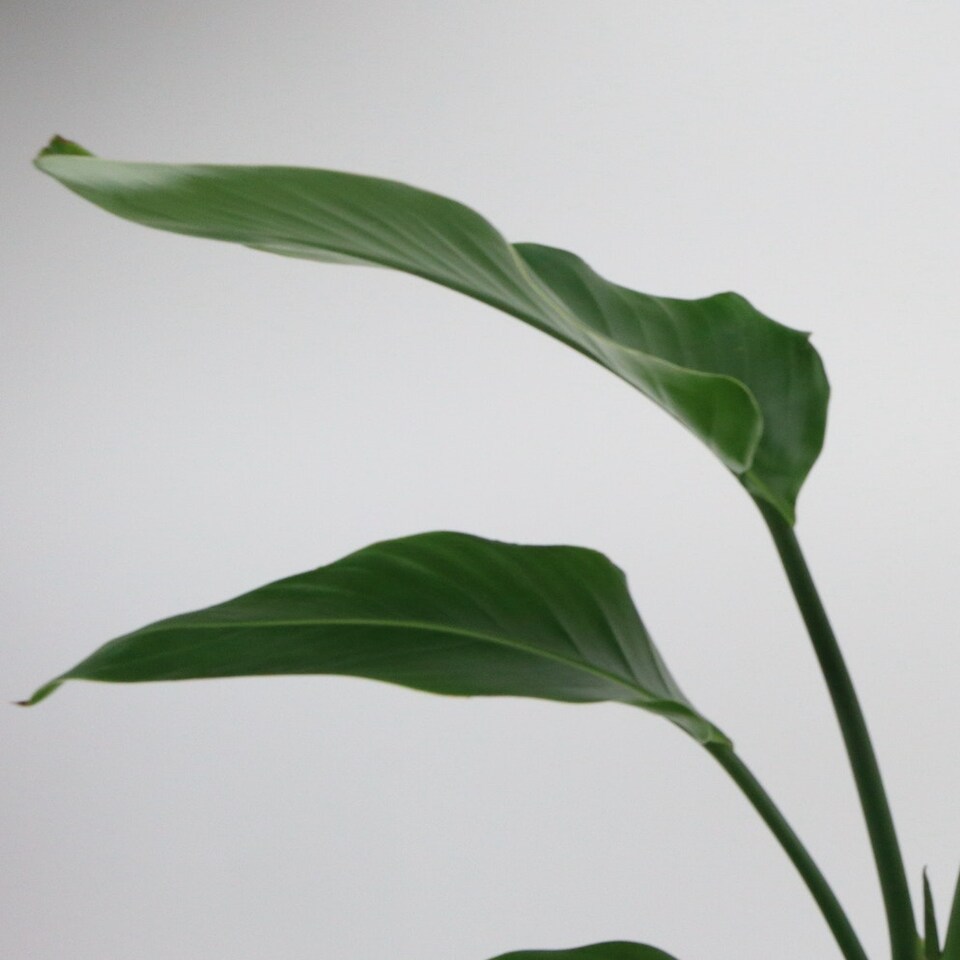 image 1 of Bird Of Paradise 17cm Pot Green