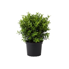 Euonymus Microphyllus Evergreen Ornamental Garden Shrub Plant