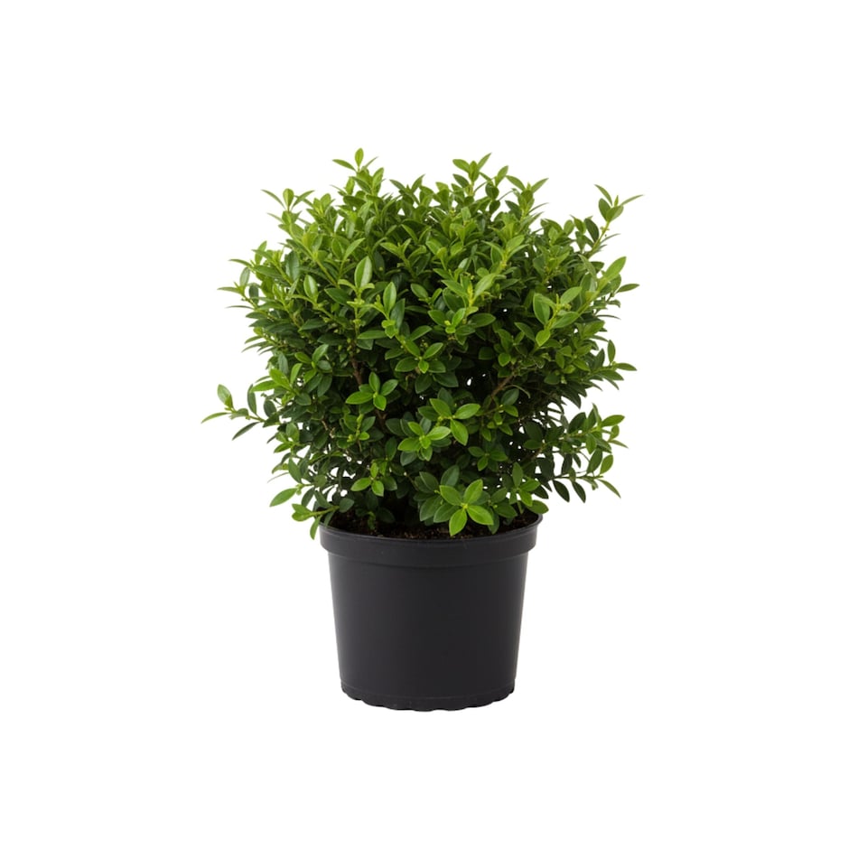 Euonymus Microphyllus Evergreen Ornamental Garden Shrub Plant