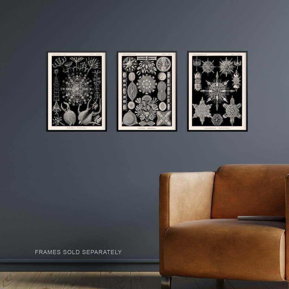 image 1 of Set of 3 Vintage Haeckel Diatom Microalgae Black White Marine Life Wall Art Prints 12x16 Inch