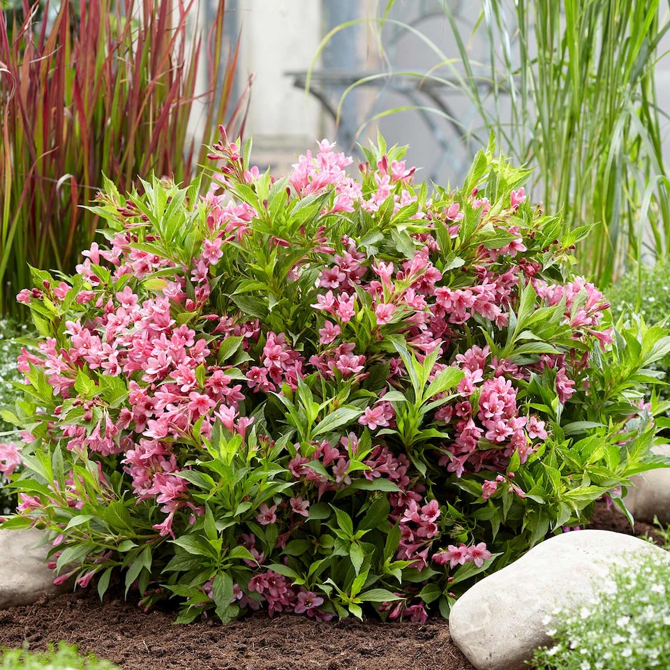 image 1 of Marshalls Garden Weigela Picobella 'Rosa' Compact Pink Flowering Shrub | Pink | Pink | 3L Plants