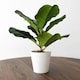image 2 of 38cm Potted Artificial Fiddle Fig Plant