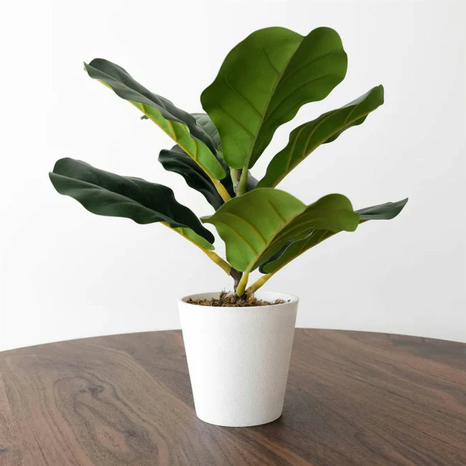 image 1 of 38cm Potted Artificial Fiddle Fig Plant