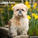 image 1 of Lhasa Apso 2026 Calendar | Square Wall Calendar | Dog Breed Gift | Plastic Free Packaging | by Avonside Publishing