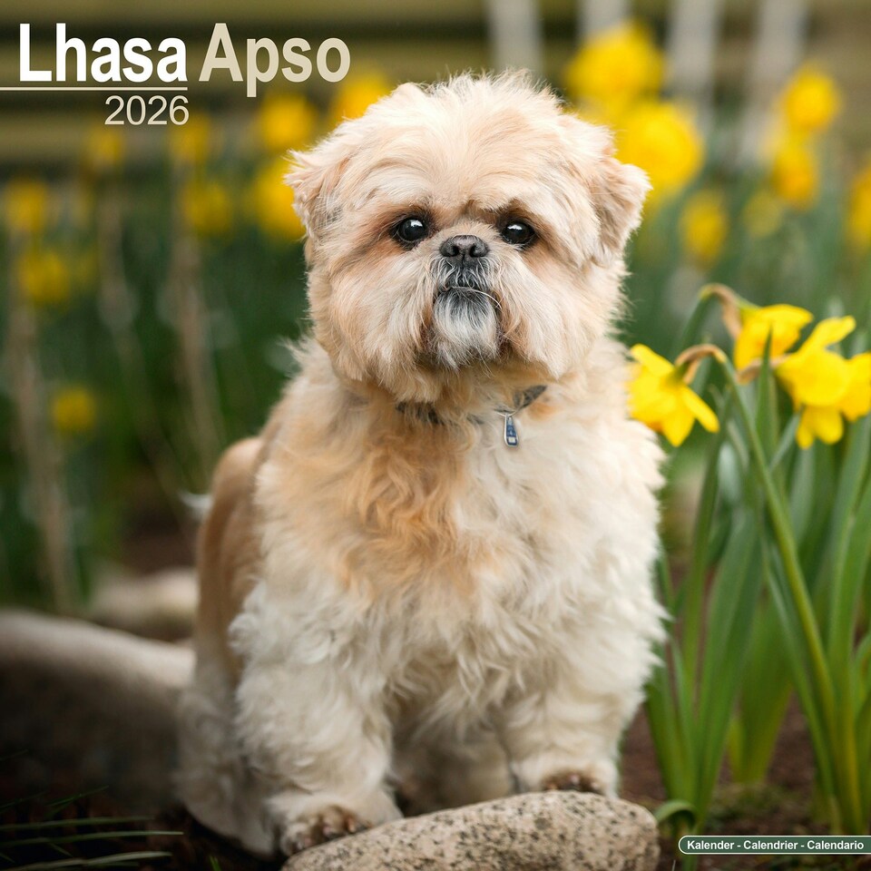 image 1 of Lhasa Apso 2026 Calendar | Square Wall Calendar | Dog Breed Gift | Plastic Free Packaging | by Avonside Publishing