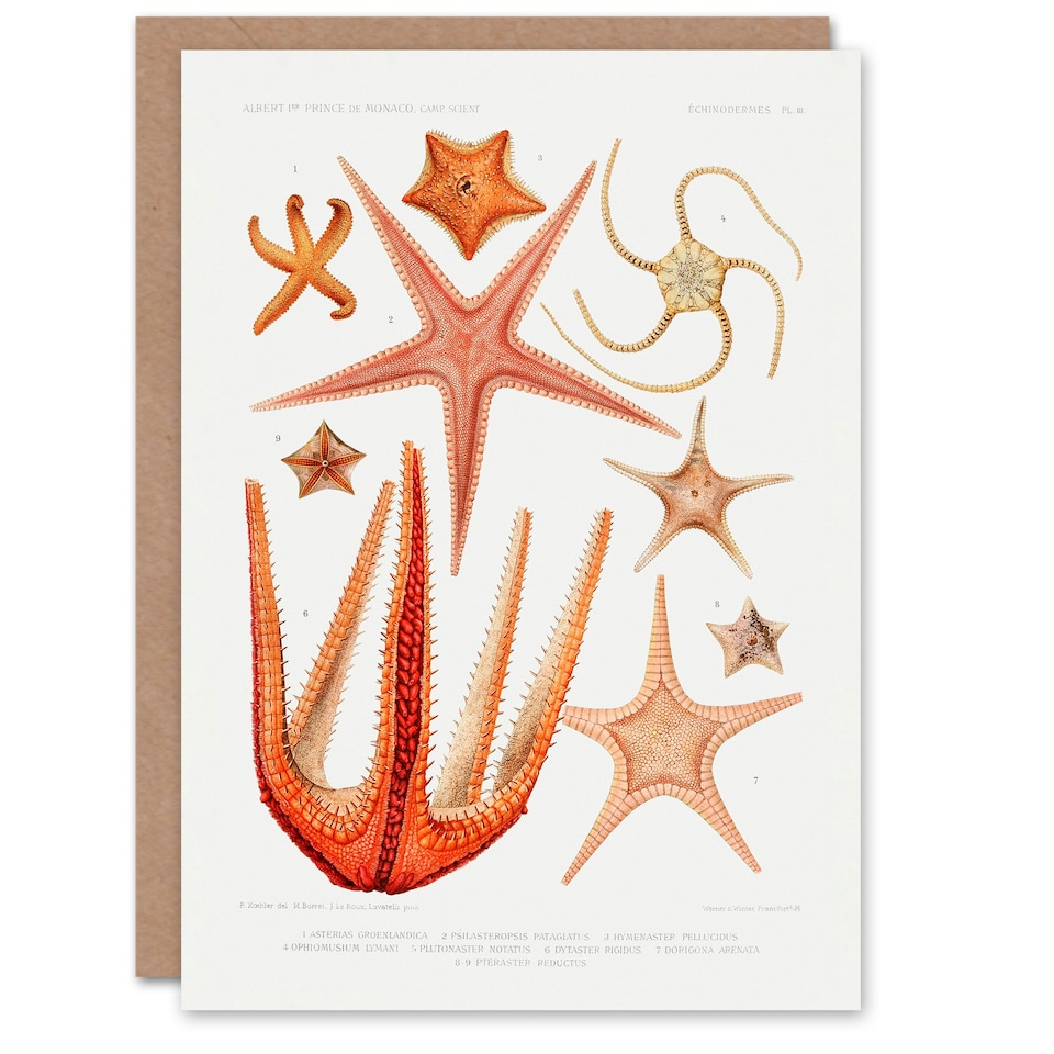 image 1 of Vintage Marine Life Art Card Starfish Species Biodiversity