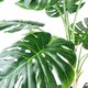 image 7 of Artificial Monstera Plant 150cm Luxury Cheese Plant 5ft Tall Botanik