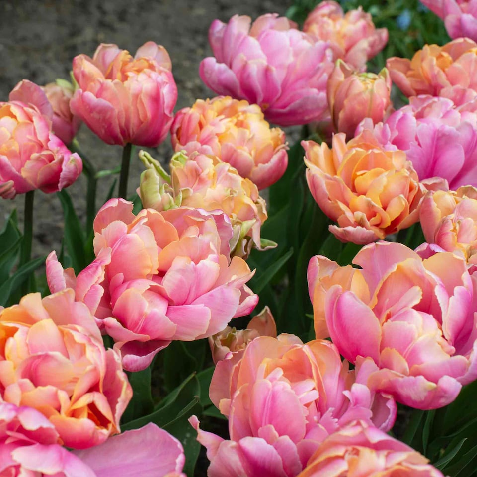 image 1 of Marshalls Garden Tulip Bulbs 'Pink Star' 10 bulbs