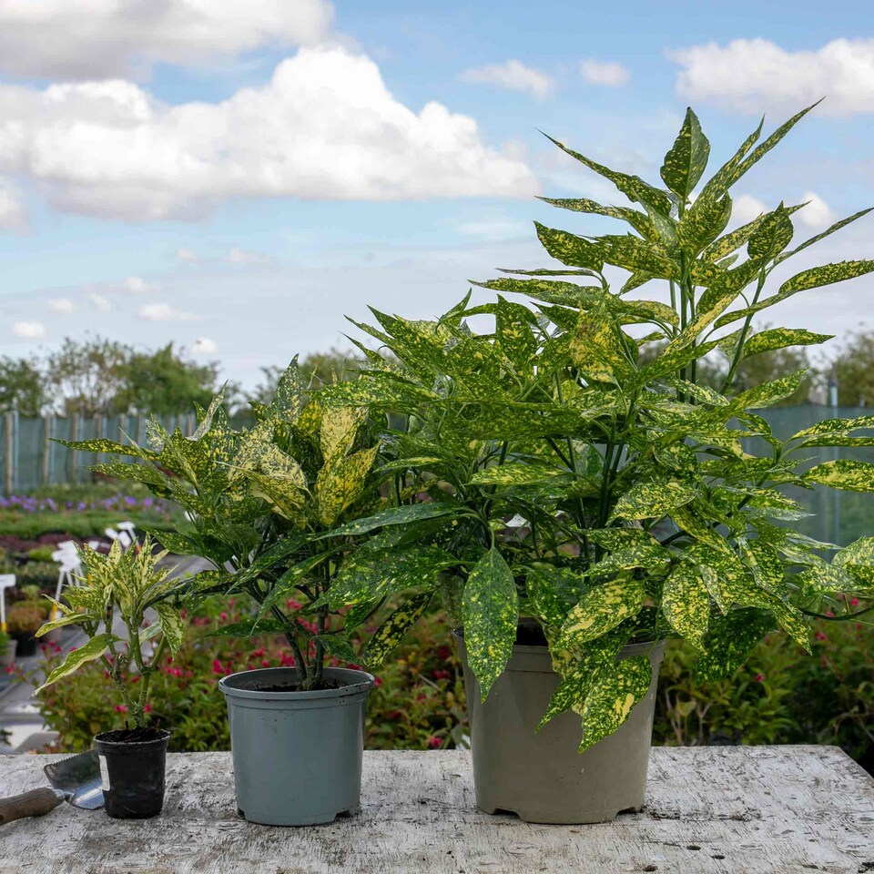 image 1 of Marshalls Garden Aucuba Japonica 'Golden Girl' - 3 x 9cm plants | Green | Gold and green-variegated | 3 x 9cm Plants
