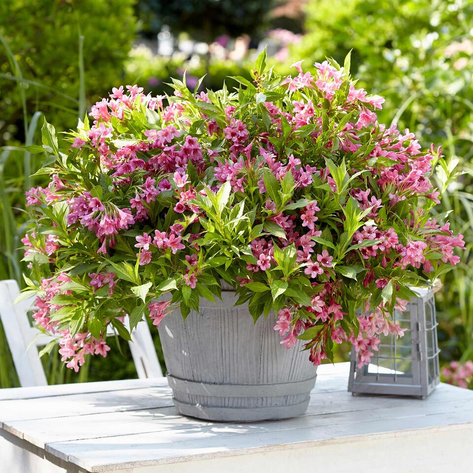 image 1 of Marshalls Garden Weigela Picobella 'Rosa' Compact Pink Flowering Shrub | Pink | Pink | 3L Plants