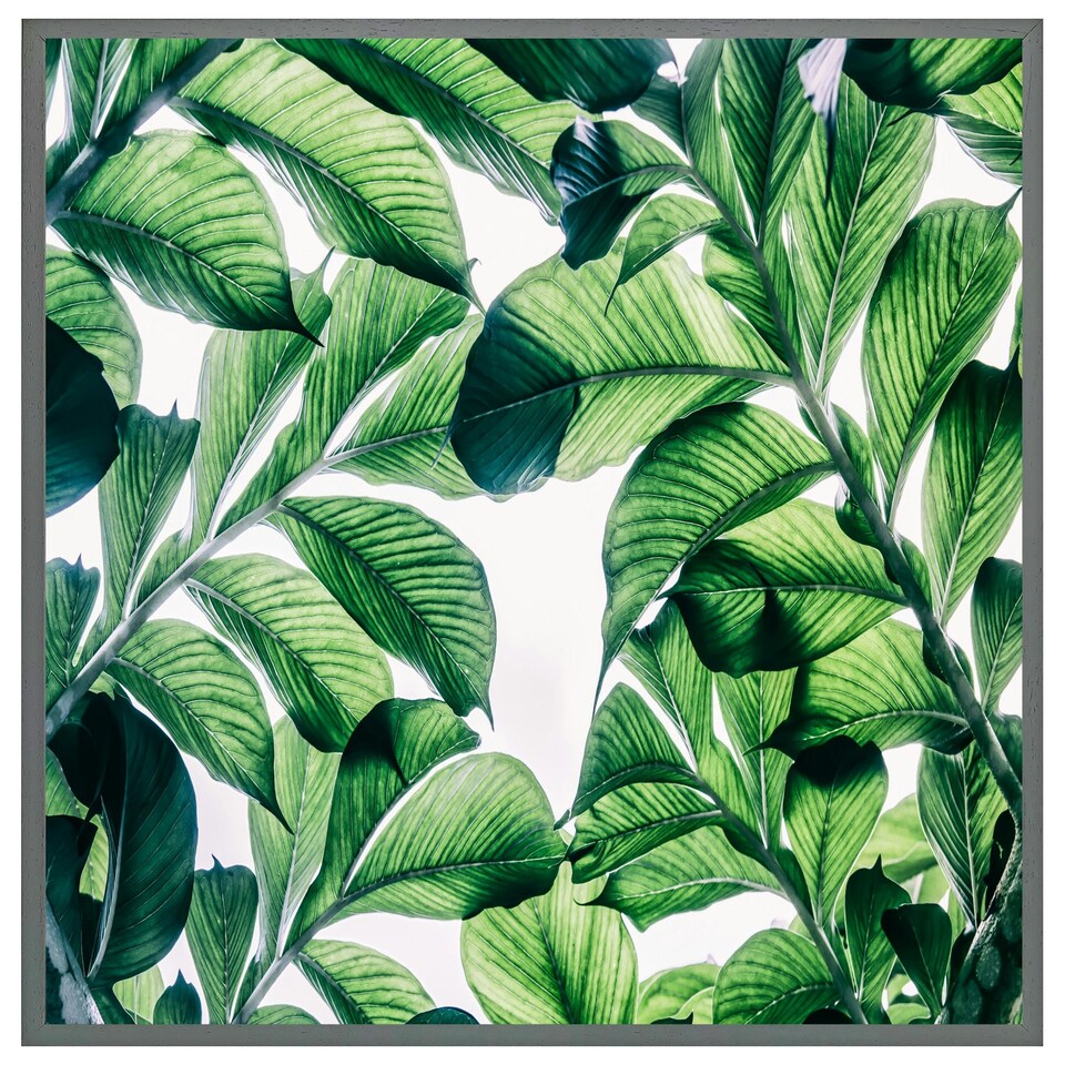 image 1 of Tropical palm (Picutre Frame) Brown | Oak | XS
