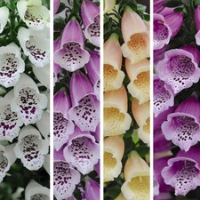 Foxglove Digitalis Dalmatian Mix 9cm Potted Plant x 1