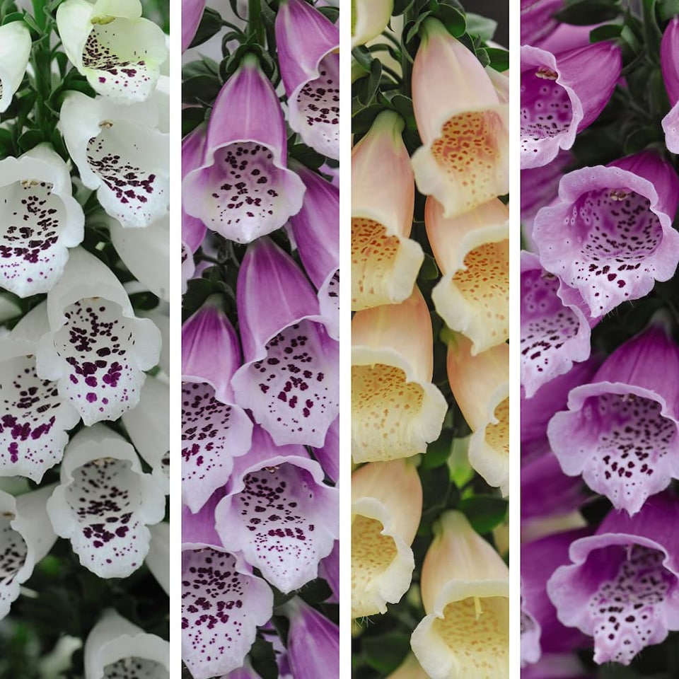 Foxglove Digitalis Dalmatian Mix 9cm Potted Plant x 1