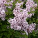 image 6 of Marshalls Garden Syringa 'Flowerfesta Pink' - Dwarf Lilac, 3 x 9cm Pots