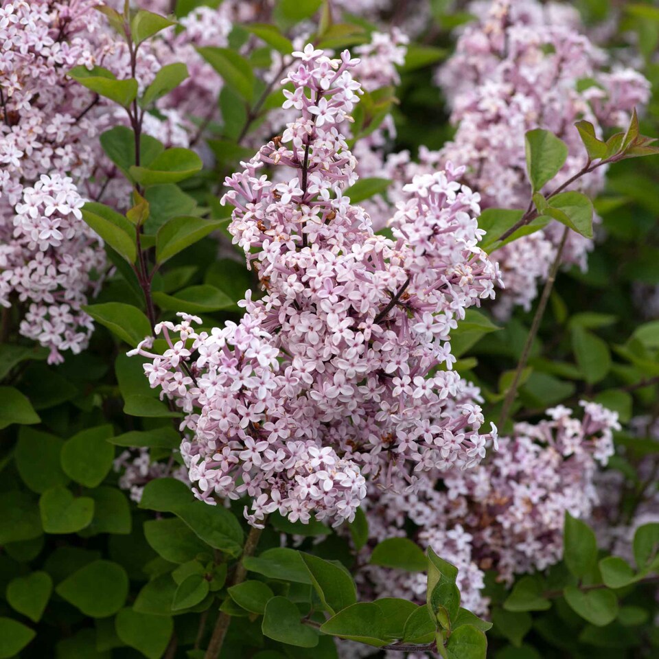 image 1 of Marshalls Garden Syringa 'Flowerfesta Pink' - Dwarf Lilac, 3 x 9cm Pots