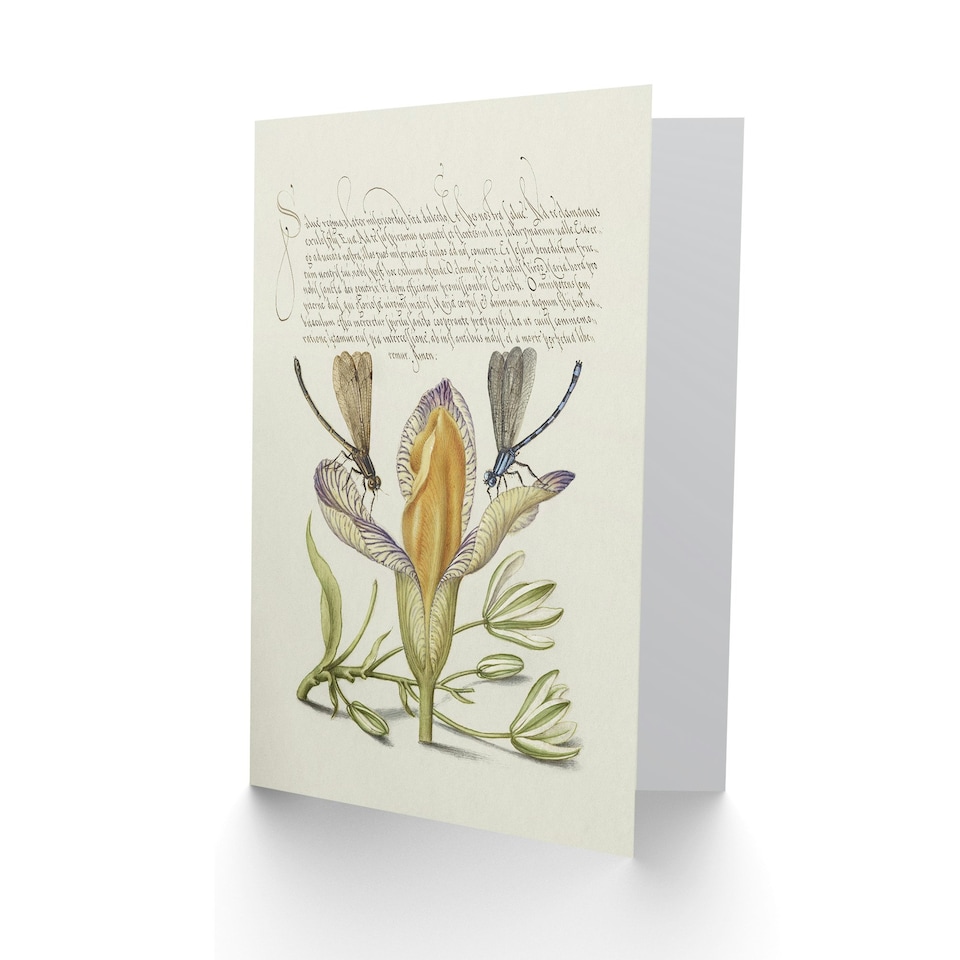 image 1 of Model Book of Calligraphy Art Card Damselflies on Spanish Iris
