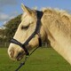 image 3 of Rhinegold Star Spangled Headcollar & Rope Set Black | Size: Pony
Colour: Black
