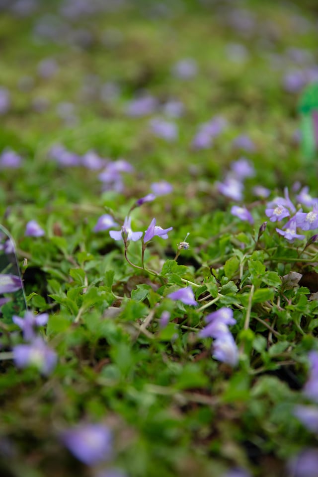 image 1 of Mazus reptans 'Chinese Marshflower' - Marginal Aquatic Pond Plant