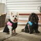 image 1 of Dog Puffer Jacket - Bunty Blue | XL