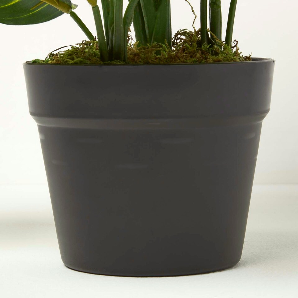 image 1 of Homescapes Dieffenbachia Dumb Cane Plant in Pot, 50 cm Tall