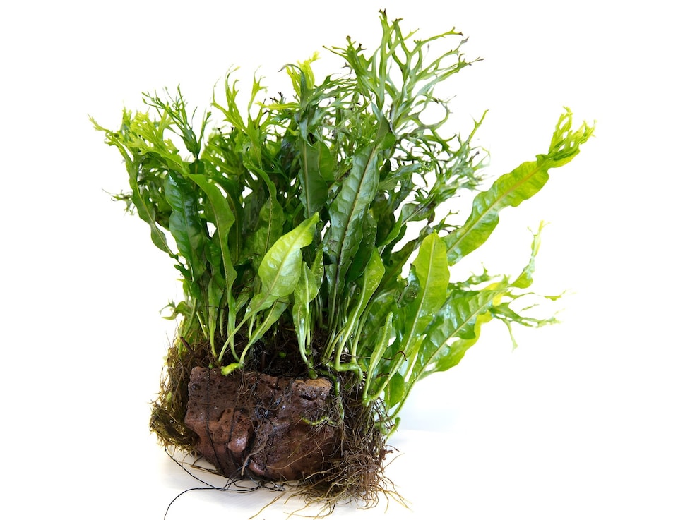 image 1 of Windelov Java Fern (Microsorum pteropus 'Windelov') - Live Aquarium Plant for Midground Planting - Fish Tank Plant
