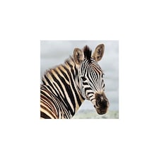 Amazing 3D Effect Holographic Greeting Card Up Close Zebra