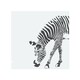 image 1 of Zebra Splash Back | White