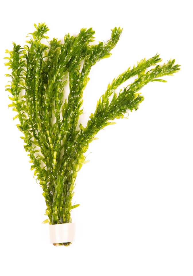image 1 of Brazilian Waterweed (Egeria densa) - Live Aquarium Plant for Background Planting, No CO2 Needed - Fish Tank Plant