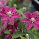 image 3 of Clematis Niobe Ruby-Red Hardy Perennial Climber Compact Starry Blooms 2x 7cm Pot T&M