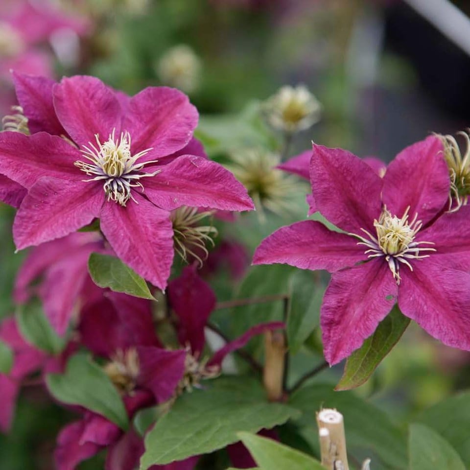 image 1 of Clematis Niobe Ruby-Red Hardy Perennial Climber Compact Starry Blooms 2x 7cm Pot T&M