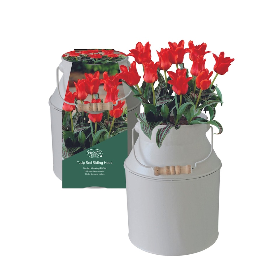 Pronto Seed Tulip Flower Growing Kit with Milkchurn Planter & Tulip Bulbs - Gardening Gifts for Women & Men