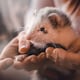 image 6 of Beaphar Ferret Paste 100g (Pack of 6)
